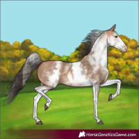 Horse Color:White Spotted Bay Dun
