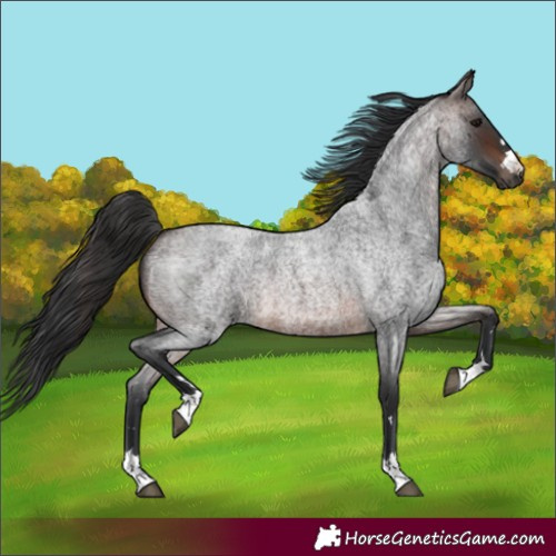 Horse Color:Brown Roan 