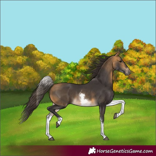 Horse Color:White Spotted Buckskin 