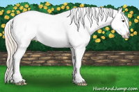 Horse Color:Palomino Near Leopard