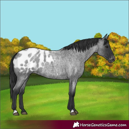 Horse Color:Blue Roan Appaloosa 