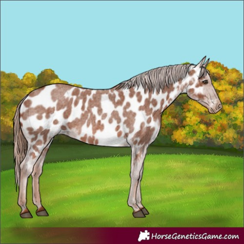 Horse Color:Red Roan Appaloosa 