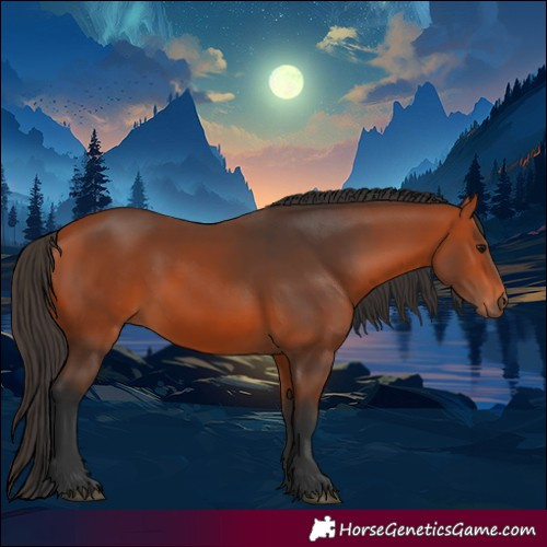 Horse Color:Bay 