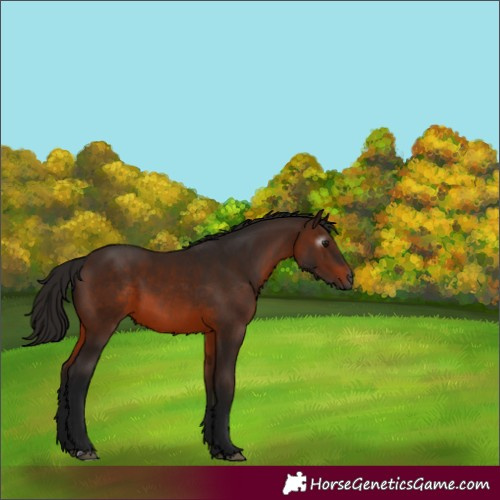 Horse Color:Gray Bay 