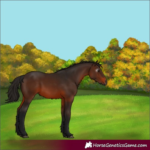 Horse Color:Gray Bay 