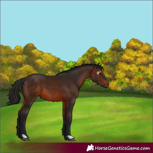 Horse Color:Gray Bay 