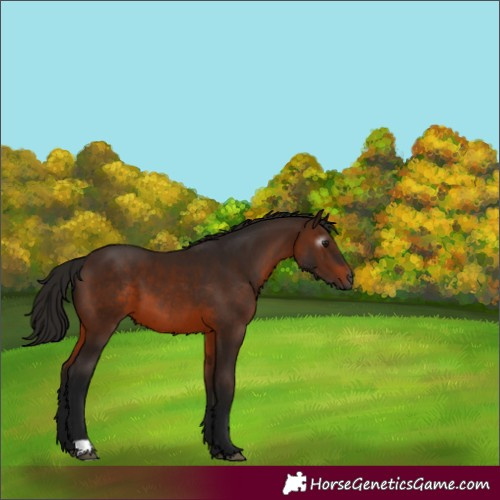 Horse Color:Gray Bay 