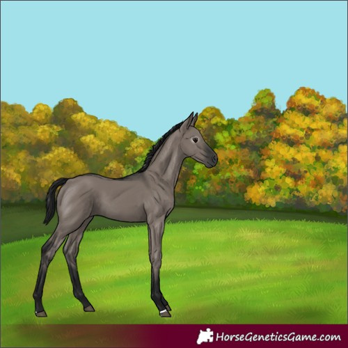 Horse Color:Gray Grullo 