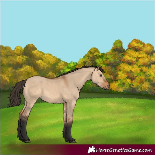 Horse Color:Bay Dun 
