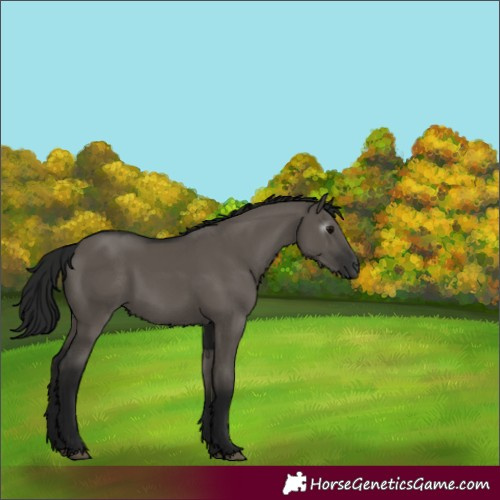 Horse Color:Gray Grullo 