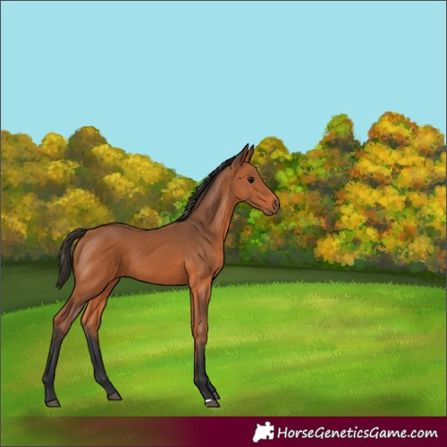 Horse Color:Bay 