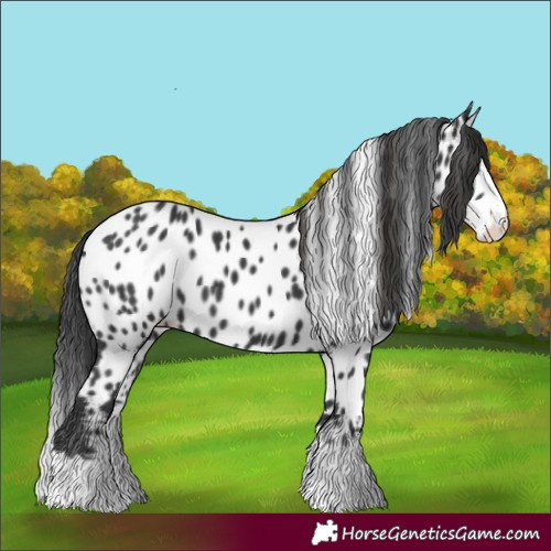 Horse Color:Black Splash Appaloosa 