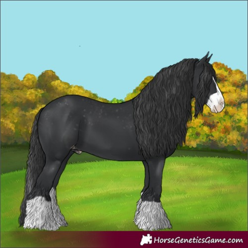 Horse Color:Black Splash Appaloosa 