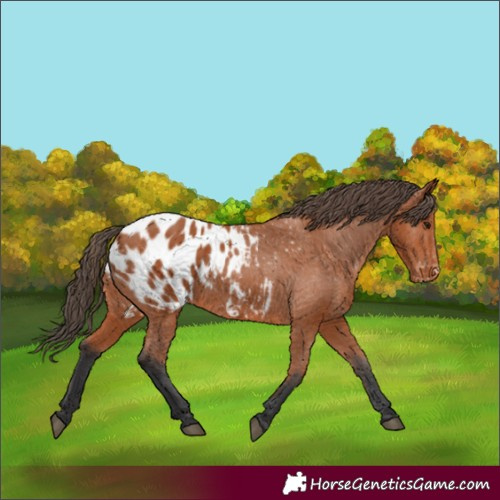 Horse Color:Bay Appaloosa 