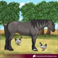 Horse Color:Grullo 