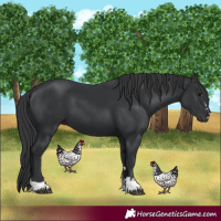 Horse Color:Black 