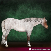 Horse Color:Silver Brown Roan 