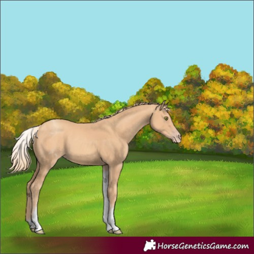 Horse Color:White Spotted Gold Champagne