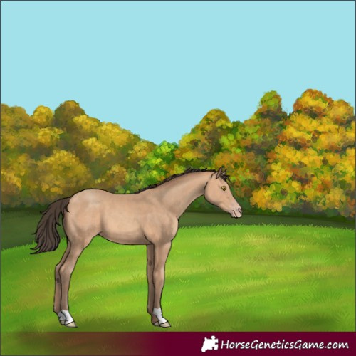 Horse Color:Amber Champagne 