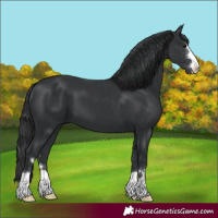 Horse Color:Black 