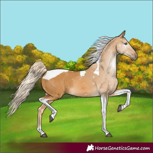 Horse Color:Palomino Tobiano 