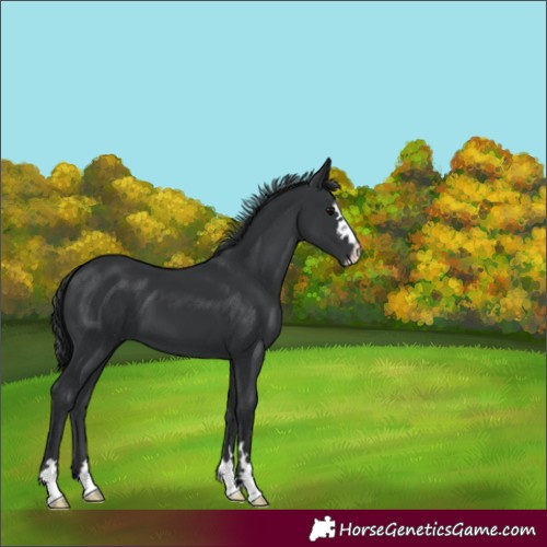 Horse Color:Black 