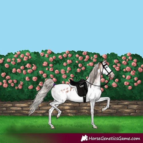 Horse Color:Gray White Spotted Silver Sable Champagne Splash Frame Blanket Rabicano 