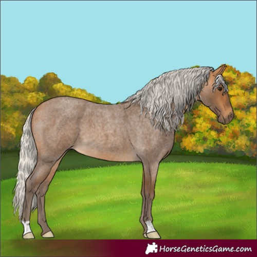 Horse Color:Silver Buckskin Roan 