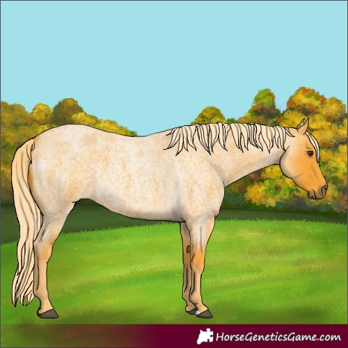 Horse Color:Palomino Roan 