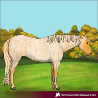 Horse Color:Palomino Roan