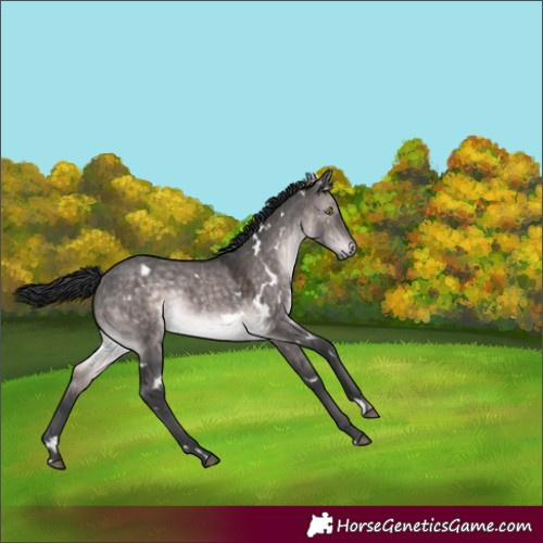 Horse Color:Platinum White Spotted Brown Dun Rabicano 