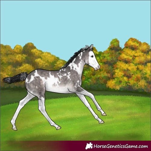 Horse Color:Platinum White Spotted Brown Dun Splash Rabicano 