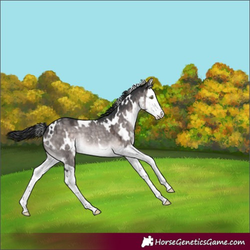 Horse Color:Platinum White Spotted Brown Dun Splash Rabicano