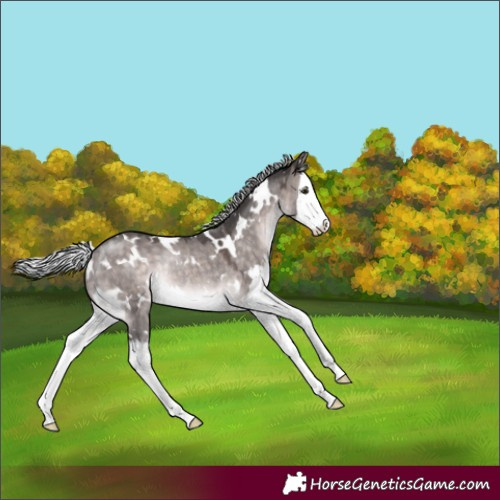 Horse Color:Platinum White Spotted Silver Brown Dun Splash Rabicano 
