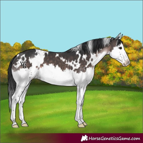 Horse Color:Platinum White Spotted Brown Splash 