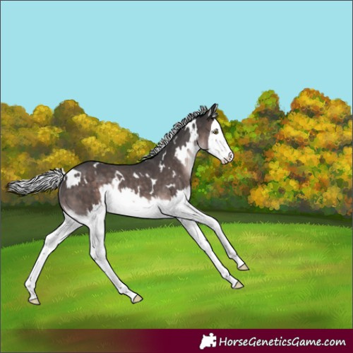 Horse Color:Platinum White Spotted Silver Brown Splash Rabicano 