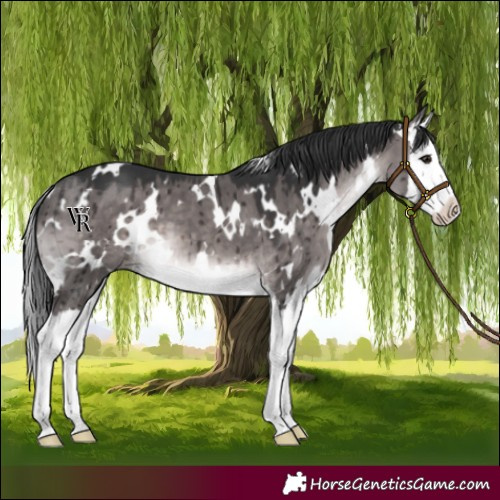 Horse Color:Platinum White Spotted Brown Dun Splash Brindle