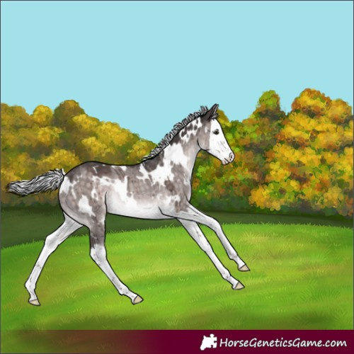 Horse Color:Platinum White Spotted Silver Brown Dun Splash Rabicano Brindle 
