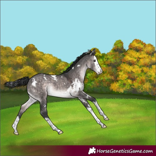 Horse Color:Platinum White Spotted Brown Dun Splash Rabicano