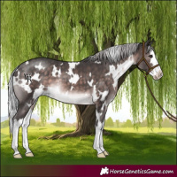 Horse Color:Platinum White Spotted Silver Brown Splash