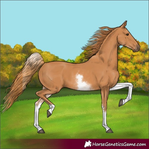 Horse Color:White Spotted Chestnut