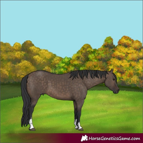 Horse Color:Brown Dun Sabino 