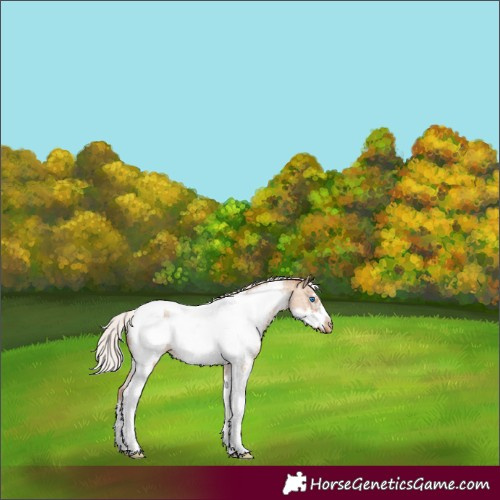 Horse Color:Silver Amber Champagne Dun Sabino Tobiano Frame Appaloosa Rabicano 