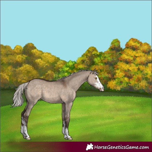 Horse Color:Silver Brown Dun Sabino 