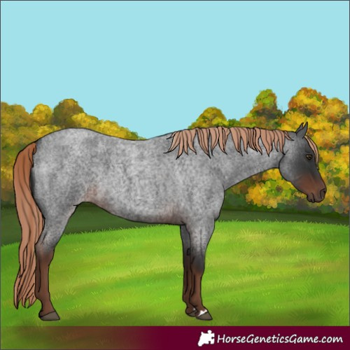 Horse Color:Liver Red Roan 