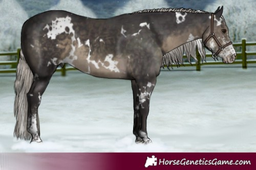 Horse Color:White Spotted Silver Smoky Black Sabino 