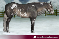 Horse Color:White Spotted Silver Smoky Black Sabino