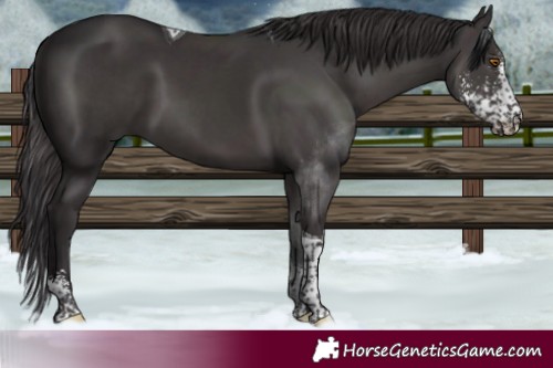 Horse Color:Smoky Black Sabino Tobiano 
