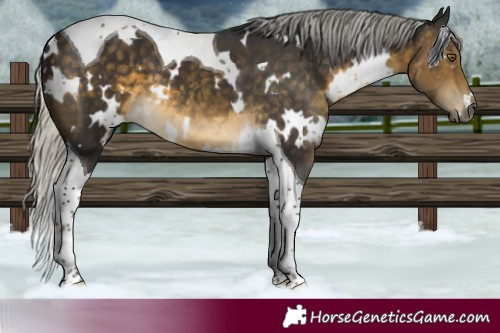 Horse Color:White Spotted Silver Buckskin Tobiano 