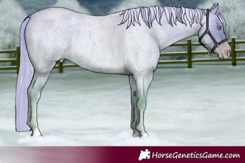 Horse Color:Gold Cream Champagne Roan Dun 